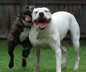 Dogs Playing